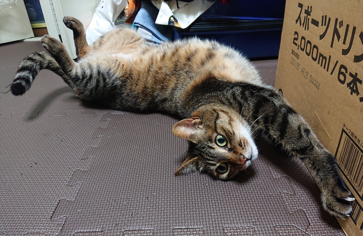 miha919's tweet photo. 本日15時、橋を越えました。
推定7歳、うちに来てくれてからたったの6年でした。
よく写真に♡くださってた皆様、あび汰を愛でてくださって、ありがとうございました。

#キジトラのあび https://t.co/oskJ30lTHn