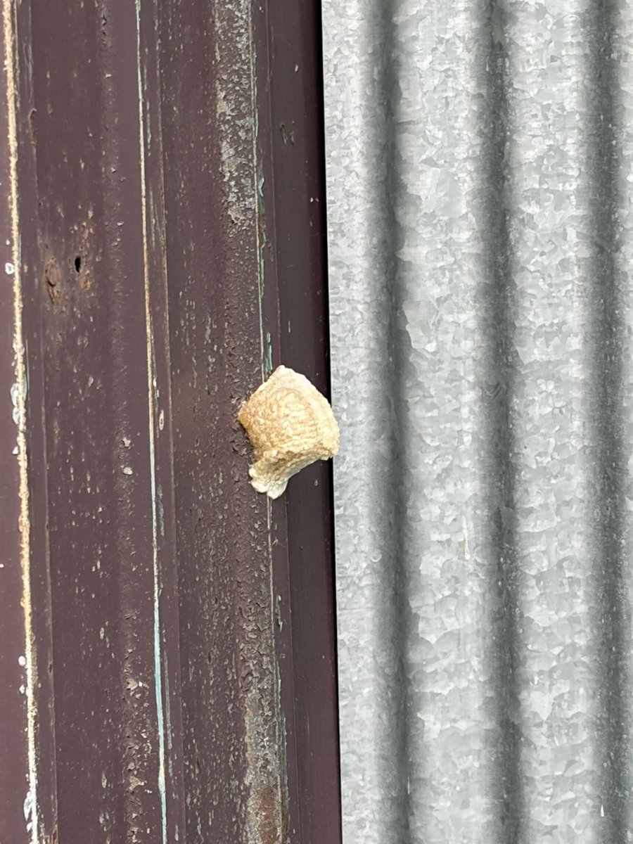 maihashi300's tweet photo. ピンポンパンポーン
青森県鶴田町より今年の雪カマキリの卵予報第一報をお知らせします

106センチです（iPhone計測） https://t.co/YHUsCRzi2i
