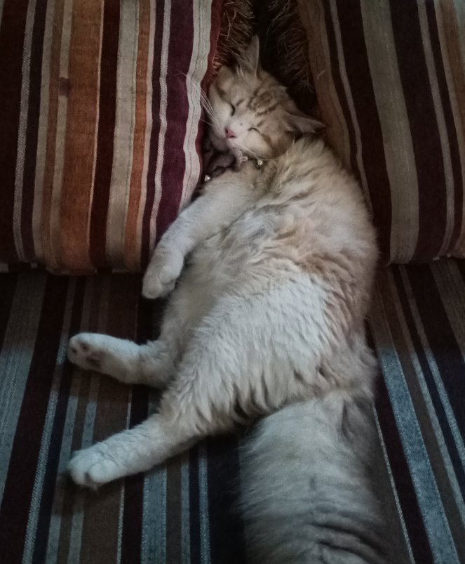 eatakagi's tweet photo. balik lg ke cerita kucing aku yg mogok makan seminggu grgr sebelumnya kena serang lucing liat trs abis itu lemes, pas dibawa cek kata dokter "oh gpp kak, inimah dia kebelet kawin bukan sakit makanya mogok makan" and then 500k buat obat 🧍🏻‍♀️nih anakny https://t.co/qsgylEWXFK