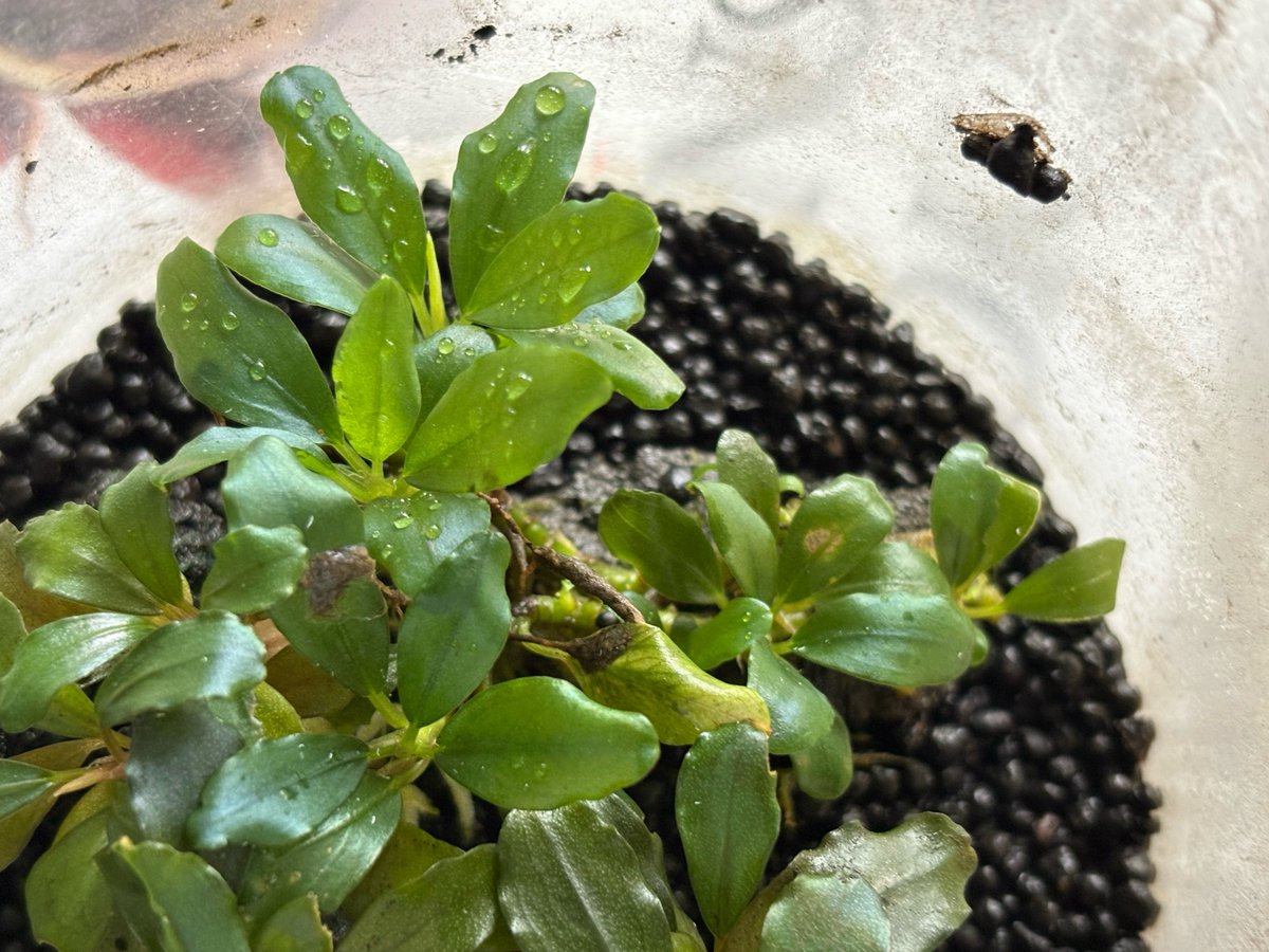 Desgidra's tweet photo. Bucephalandra sp."Sintang"
ずっっっと放置してて久々に見たら今までの葉は全て溶けて完全に陸上葉になってた https://t.co/HJFd0meQiI
