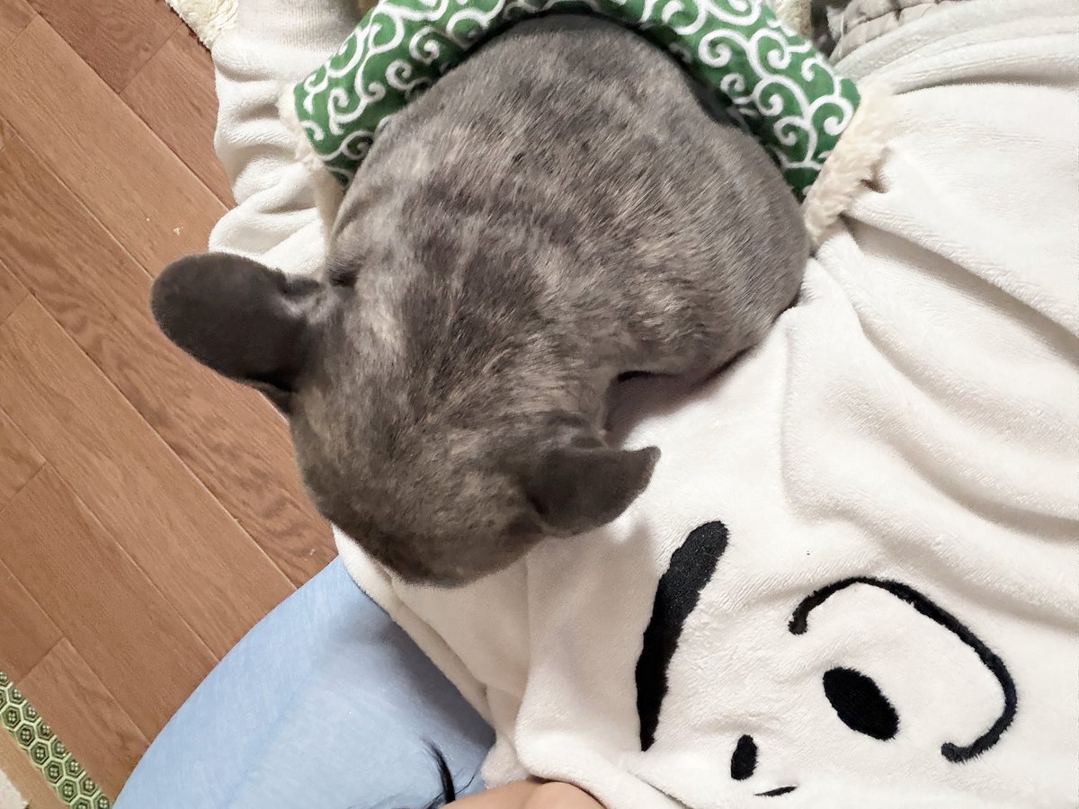 garuda_milk's tweet photo. 寝転がったら、毎回うちのフレンチ2匹が両脇をかためにくる。かわいい。 https://t.co/LGDQlGM9iB