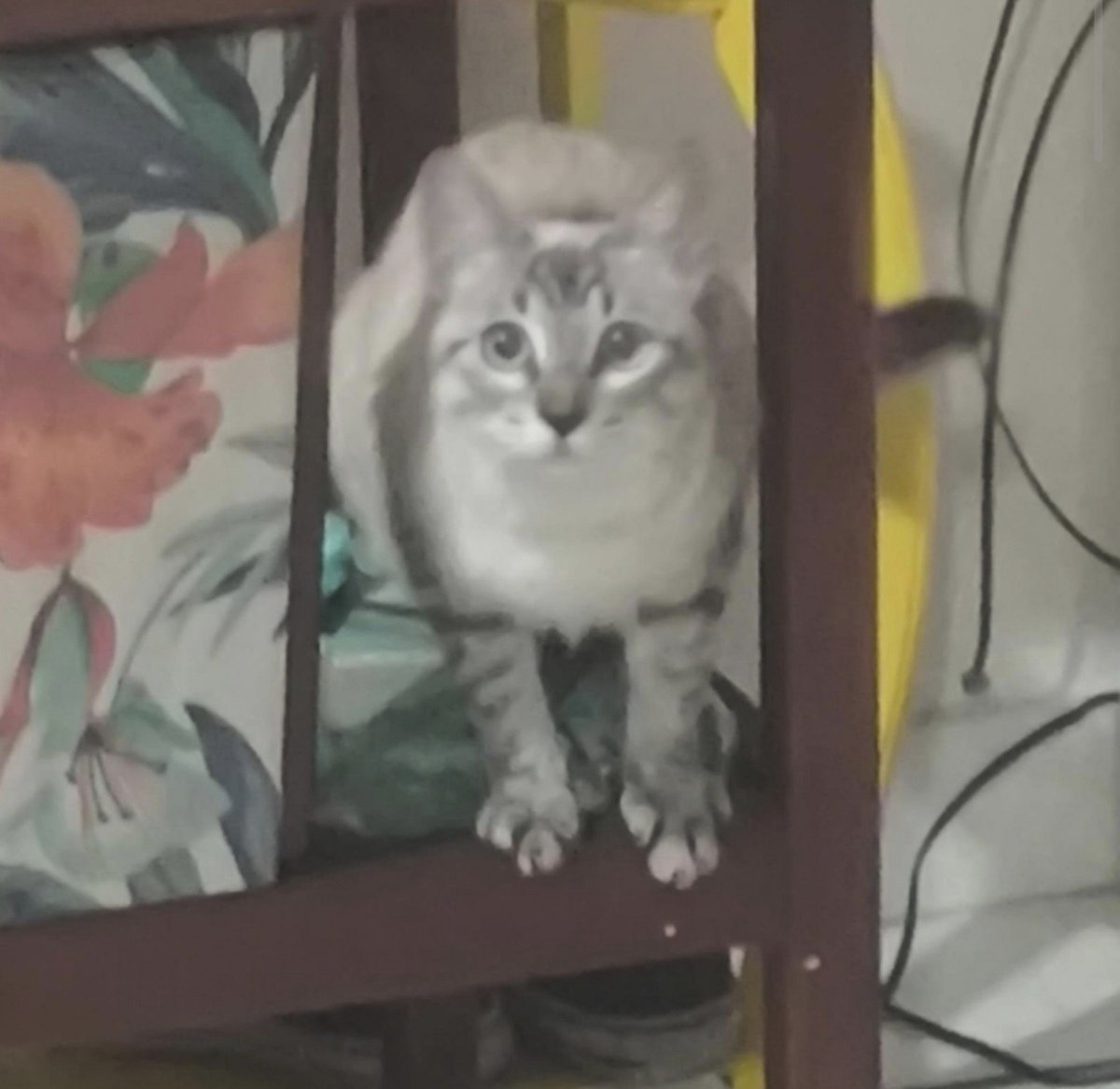 alienfebruary6's tweet photo. minha gata é MUITO ESQUISITA https://t.co/E8jhg5QWi3