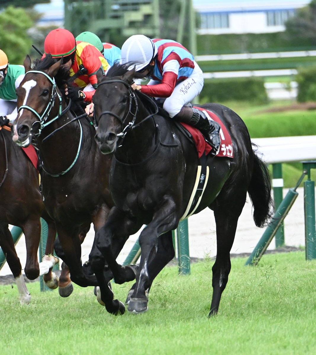 netkeiba's tweet photo. 【#神戸新聞杯】 
王者の貫禄でライバルをハナ差封じる
見据えるのは史上9頭目、三冠の頂――

▼ロブチェンのデータベース
https://t.co/hmXBzXfrof 

(c)netkeiba https://t.co/HaBdyanxOq