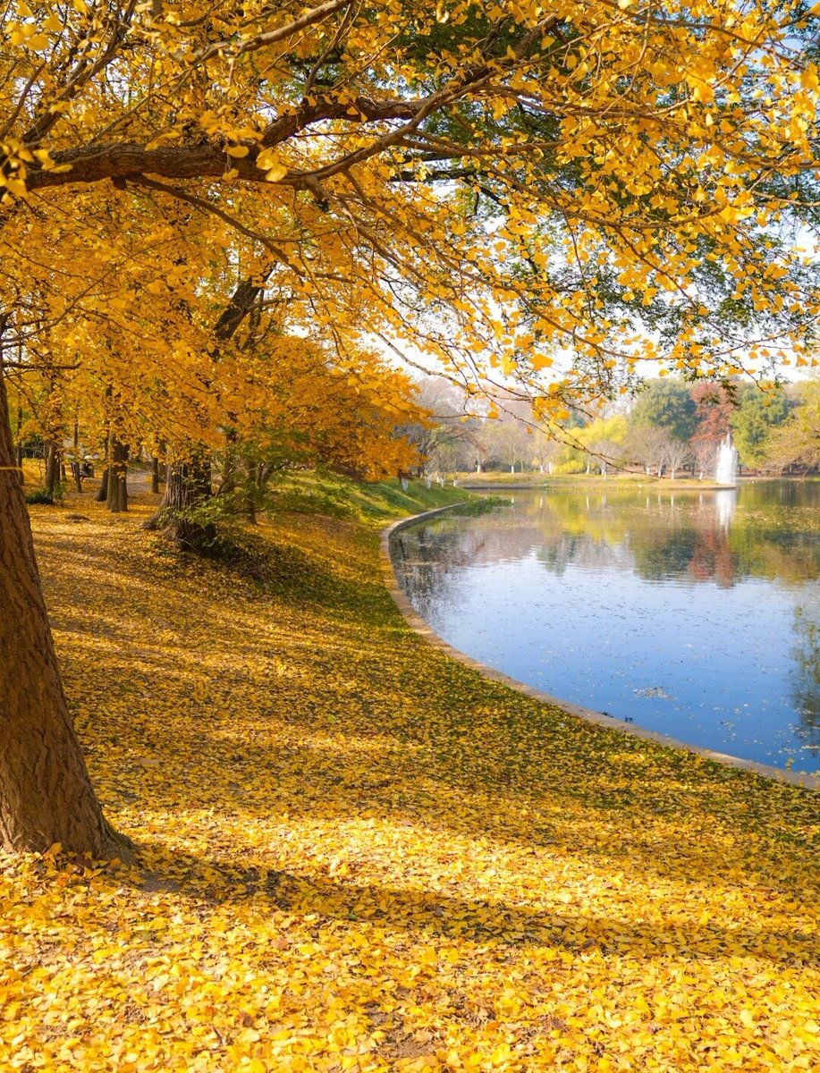 weidaowu's tweet photo. There’s always an autumn trip reserved for Shanghai. #Forest #Park #Autumn https://t.co/vCVVVnim8L