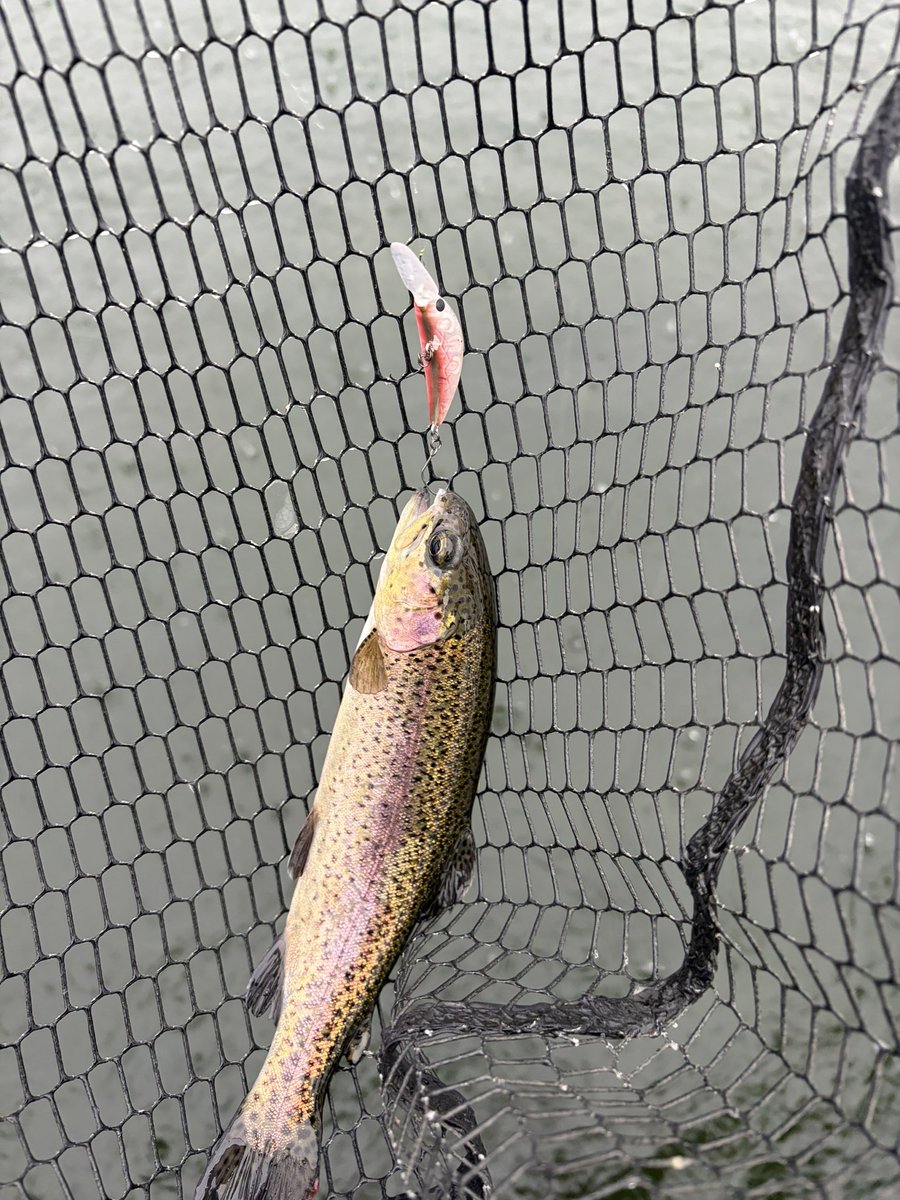 Come012's tweet photo. 初の、tsuribori弁天閣
めちゃくちゃ魚影濃く、大型鱒もたくさん居ました https://t.co/Tl1Tsf3ZLh