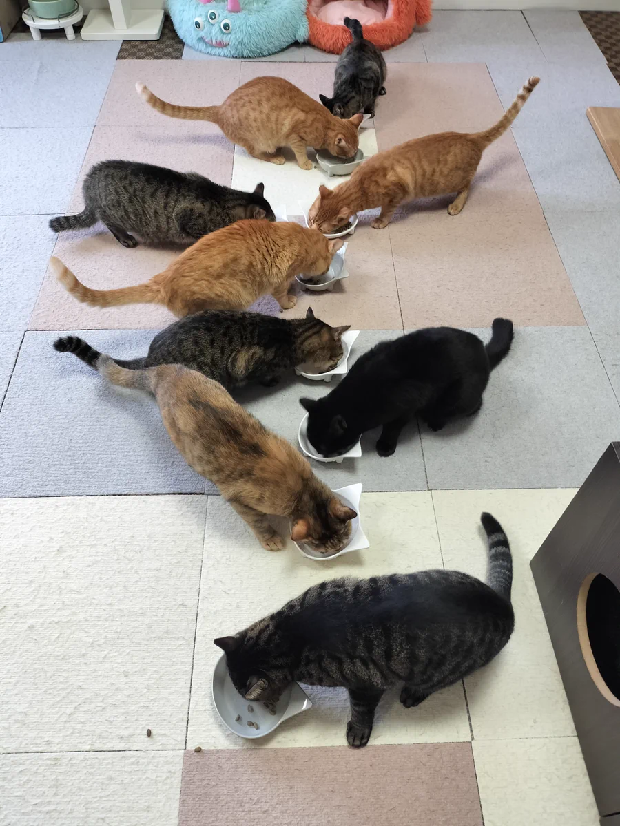 保護 猫 カフェ たまゆら