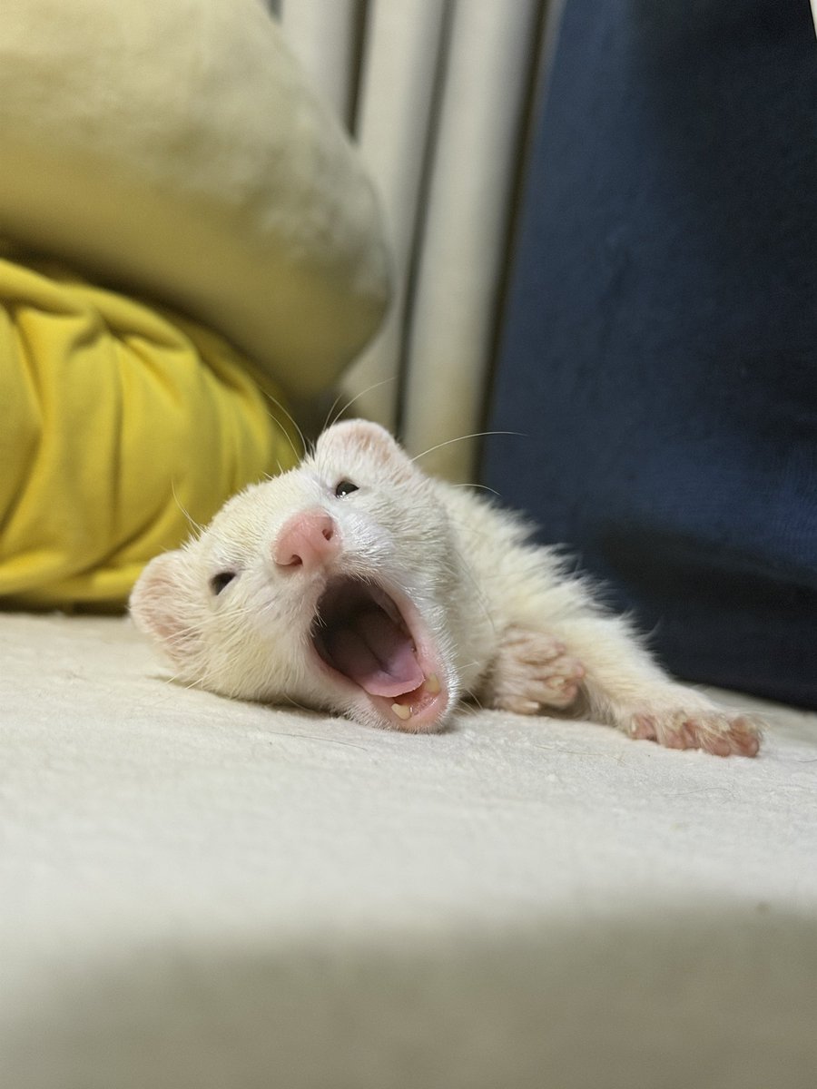 marutomiru's tweet photo. がおー
#ferret #フェレット #まるとみる https://t.co/2SiX5ld9VE