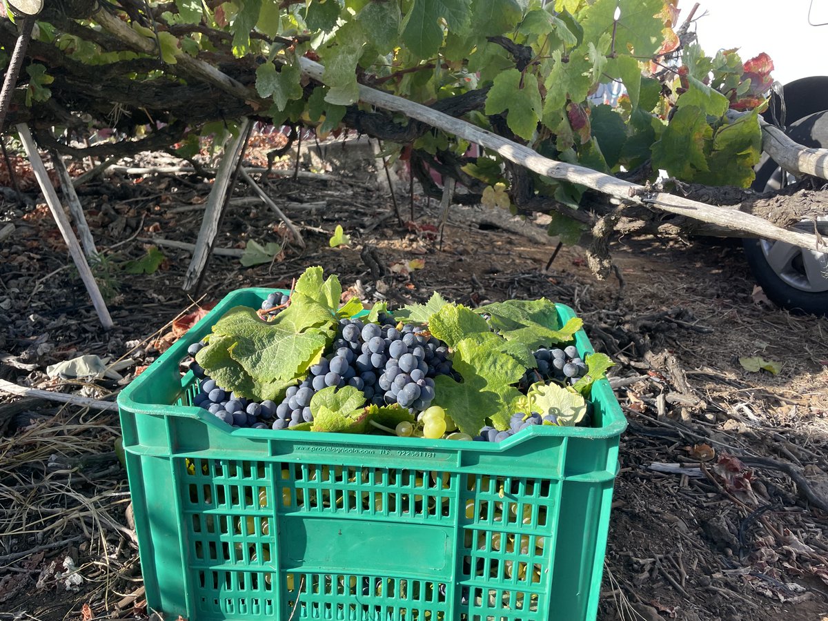 tacovin's tweet photo. Fin de semana de vendimias🍇

La contraetiqueta es el DNI de nuestros vinos🍷
Tacoronte-Acentejo, tu vino tu comarca. #winelover #vino #wine #Km0 #tenerife  #comarca #cultura #TacoronteAcentejo #DenominacionDeOrigen #vinosdetenerife #movimientovinodo #sostenibilidad #vendimia https://t.co/TRUvc4HS7y