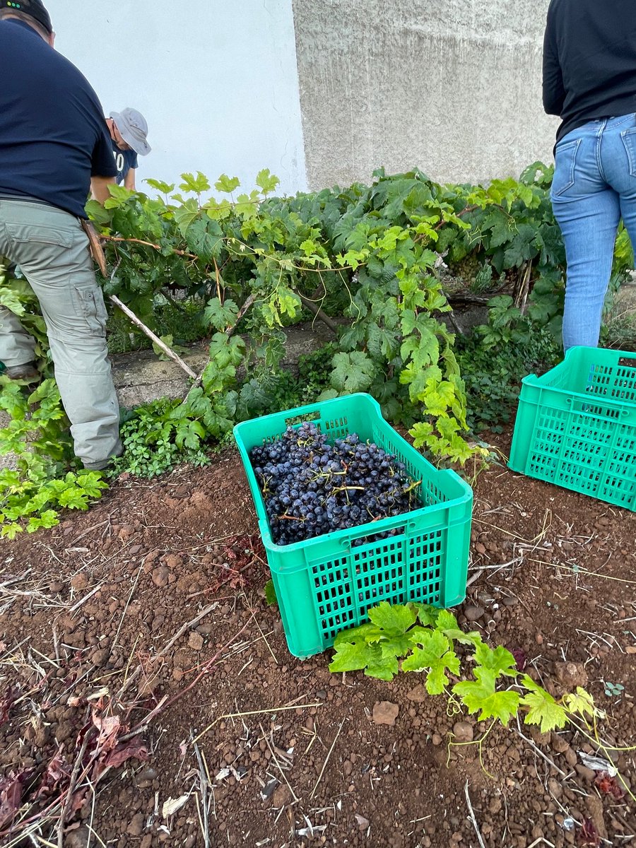 tacovin's tweet photo. Fin de semana de vendimias🍇

La contraetiqueta es el DNI de nuestros vinos🍷
Tacoronte-Acentejo, tu vino tu comarca. #winelover #vino #wine #Km0 #tenerife  #comarca #cultura #TacoronteAcentejo #DenominacionDeOrigen #vinosdetenerife #movimientovinodo #sostenibilidad #vendimia https://t.co/TRUvc4HS7y