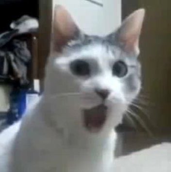 eyesonryul's tweet photo. louis kitty goes :O 

#LOUIS #LNGSHOT #루이 https://t.co/r6CoJI5JLu