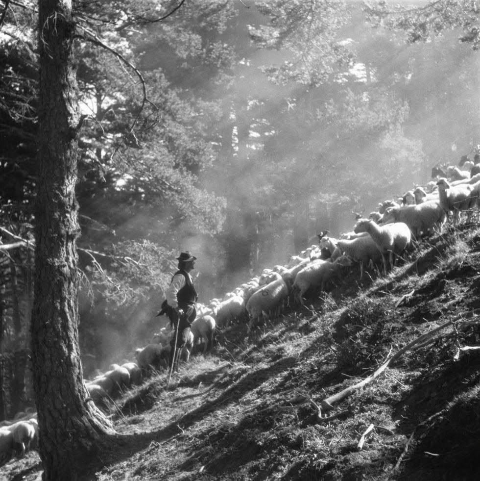 GrupoPastores's tweet photo. Pastor en el Pirineo aragonés allá por los años 20 del siglo pasado.

Fotografía de Ricardo Compairé. https://t.co/qflxpEwjqI