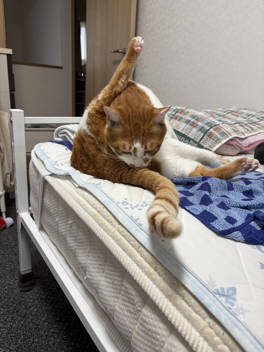 3bon_yubi_zion's tweet photo. このあと撫でようとしたら
KOされた https://t.co/YXm0dZZveO