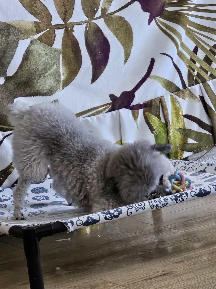 wiwinsu39533034's tweet photo. My little pup now wags her tail so fast she’s almost a blur, already grown up way too fast—love every messy, snuggly step of her journey! https://t.co/VGwTfKw0lv