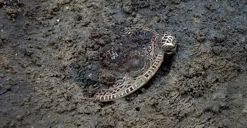 AngloSaxonPast's tweet photo. This detectorist found a bowl-and uncovered a woman buried in gold

In 2014, metal detectorist Tom Lucking found a bronze bowl in a field at Winfarthing, near Diss in Norfolk. Realising it might belong to a grave, he did something crucial: he covered it back up and called archaeologists instead of digging further.

The grave they uncovered belonged to seventh-century Anglo-Saxon England, during a period when Christianity was spreading through East Anglia but older burial customs had not simply vanished overnight.

Inside lay the partial remains of a woman, probabyl over 40 and perhaps over 50. Around her was jewellery extraordinary enough to suggest very high status: gold beads, two Frankish coins turned into pendants, a small cross-decorated pendant and a great circular gold ornament covered with more than 400 tiny garnets.

Some of those stones probably travelled from Asia before reaching the hands of the goldsmith who fitted them into tiny cells of gold. The coins had been made across the Channel during the reign of the Frankish king Sigebert III.

So an apparently quiet Norfolk field had produced a woman connected to a much wider world.

The cross matters too. It points towards Christianity, but she was still buried with jewellery, a knife, a pottery vessel and other possessions. Conversion was not a switch that everybody flicked in exactly the same way.

Then the bronze bowl that began the whole discovery yielded another clue.

Analysis found traces of plants including foxglove, horsetail, bracken and birch bark. Several have long associations with healing, although that cannot prove she herself was a healer. Their flowering seasons also suggest the burial took place in early summer.

Even stranger was the location. No important Anglo-Saxon settlement was known at Winfarthing when the grave appeared.

Later investigation found other graves nearby. What had looked like one isolated rich burial was part of a cemetery, in a landscape shaped like a natural amphitheatre around springs. Researchers have even identified evidence suggesting earlier Roman ritual activity nearby.

Testing of the woman’s remains has since suggested she may have spent her childhood in continental Europe, possibly around the Rhineland. That remains an interpretation rather than a name or biography.

We still do not know who she was.

But one careful decision in a muddy field preserved something better than a guess: a grave showing a wealthy woman carrying Christianity, continental connections and older burial traditions with her into the ground.