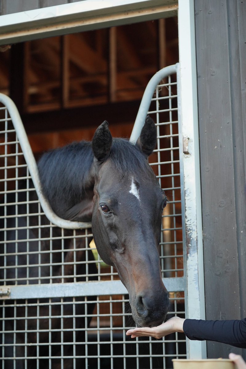 northern_horse's tweet photo. 本日は敬老の日。
ウインドインハーヘアとキンシャサノキセキは、ファンの皆さまから大好きなにんじんのプレゼントをいただきました。

これからも健やかに、のんびりと。 
いつも、馬たちへのあたたかいお気持ちをどうもありがとうございます。 https://t.co/y0myDRX5gJ