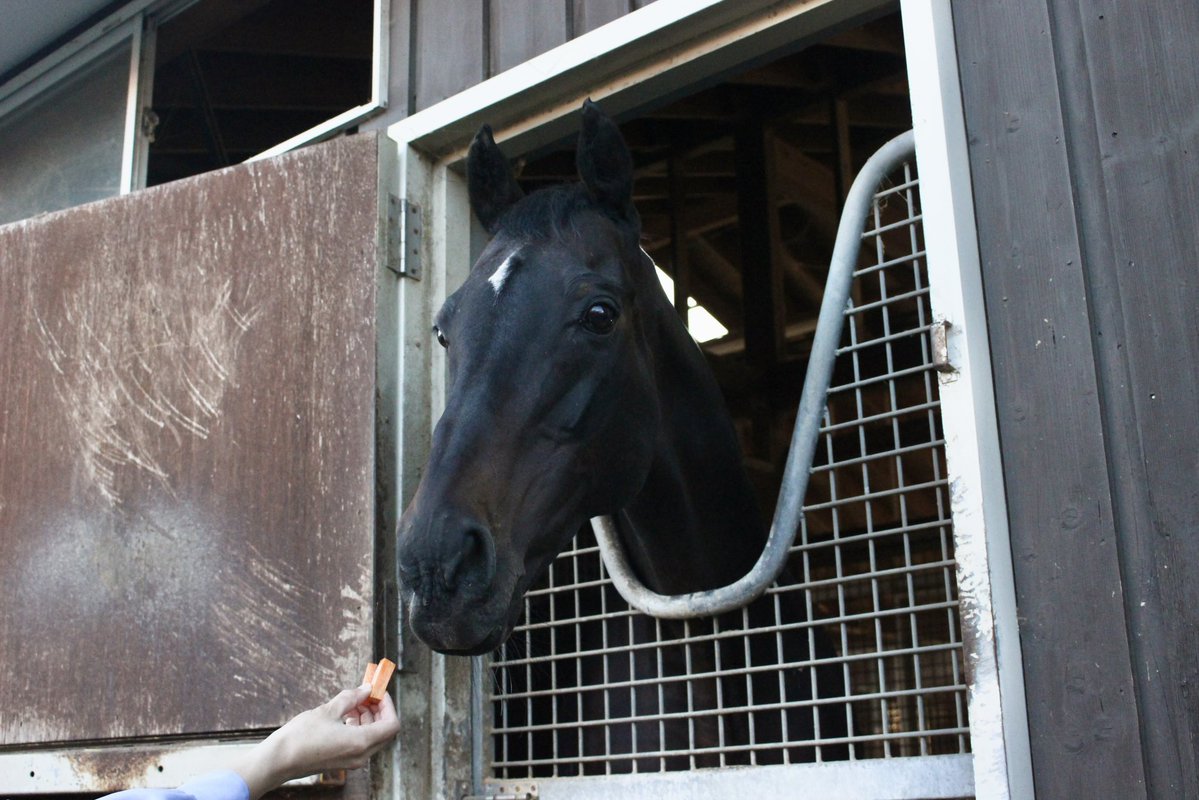 northern_horse's tweet photo. 本日は敬老の日。
ウインドインハーヘアとキンシャサノキセキは、ファンの皆さまから大好きなにんじんのプレゼントをいただきました。

これからも健やかに、のんびりと。 
いつも、馬たちへのあたたかいお気持ちをどうもありがとうございます。 https://t.co/y0myDRX5gJ