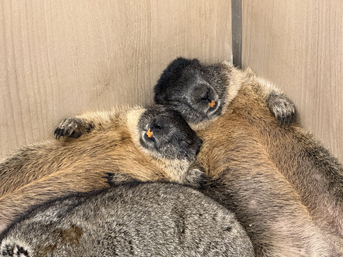 dr_marmot_'s tweet photo. 今日も仲良しなマーモット家族
#おもプクまもち https://t.co/nO6V6ASyEi
