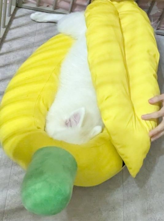 kemona_73's tweet photo. 元気にすくすく育った生後5ヶ月目の家のかわいいバナナ https://t.co/dvwDga6TBU