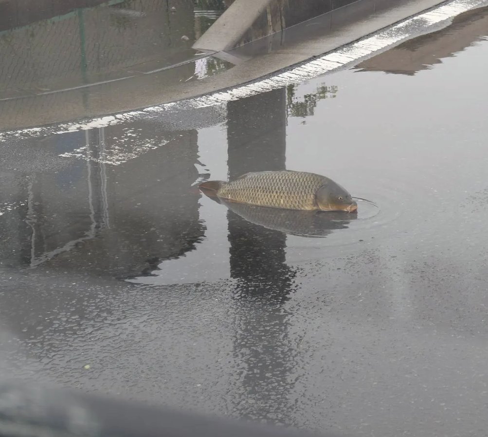 0915_taka_'s tweet photo. 【埼玉県八潮市】
近所で川の氾濫がないのに道路に魚 https://t.co/apbMML0HdC