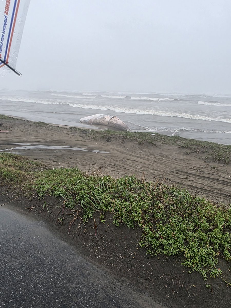 mtm_CEL11's tweet photo. ほんとにクジラいたわwwwwww

とんでもなく臭い🐽😱😖

人めっちゃいたわこんな天気なのにwww https://t.co/ZWd5eJFVnX
