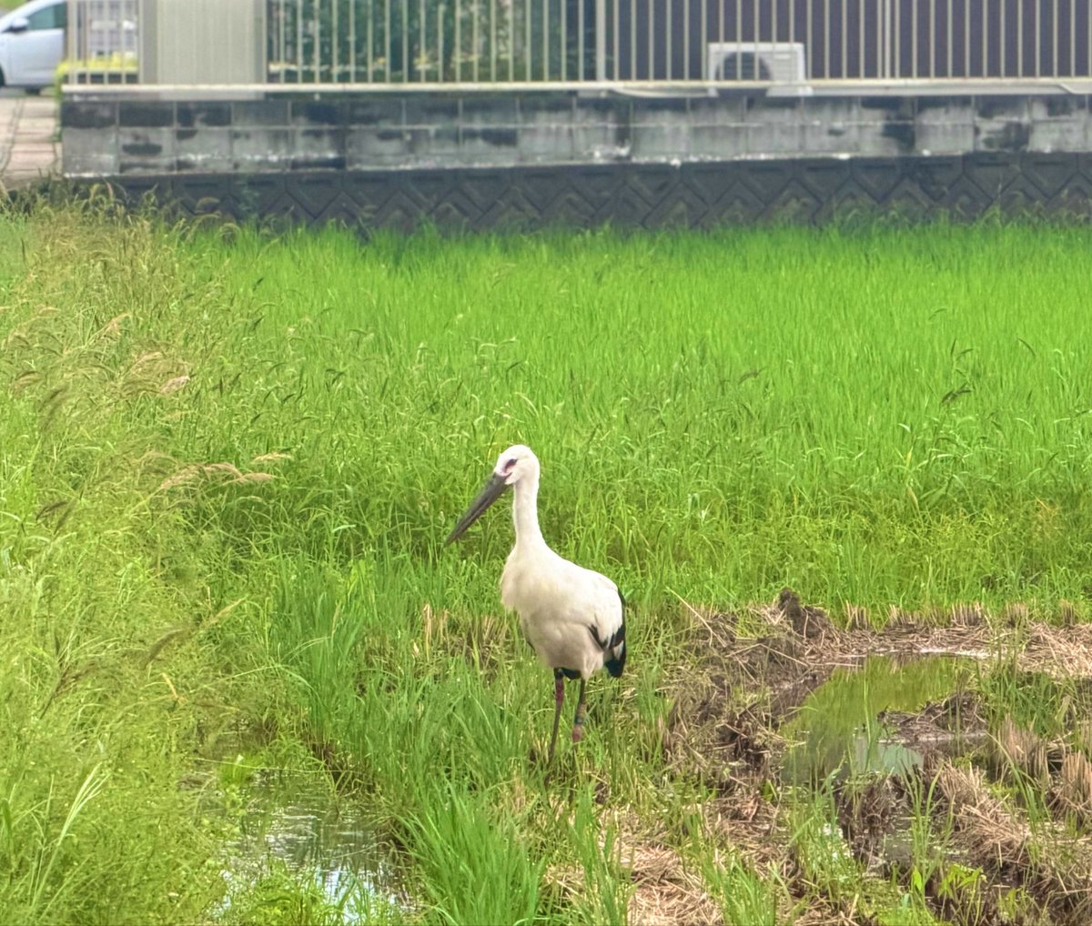 10yuyuchi15's tweet photo. みんなに幸せのおすそ分け(こうのとり) https://t.co/7wQWhAxS58