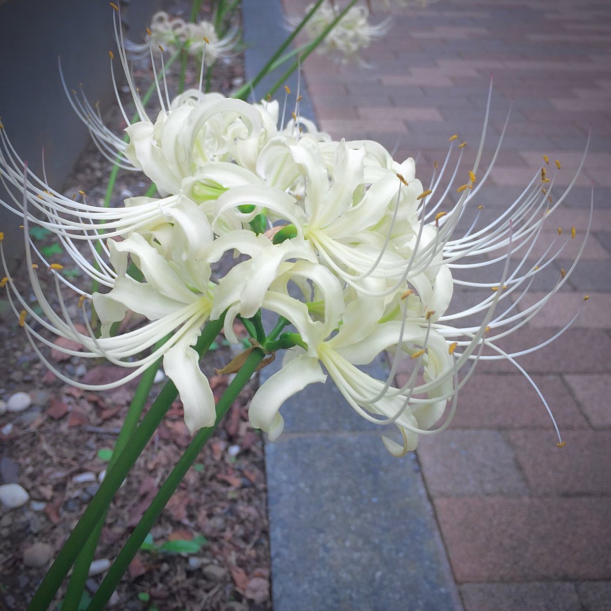 ryusdad's tweet photo. 彼岸花 White

今年も昨年と同じ場所で出会えた。

そんな些細なことが、
今は素直に嬉しい。

#キリトリセカイ 
#TLを花でいっぱいにしよう https://t.co/zPGAkitu7L