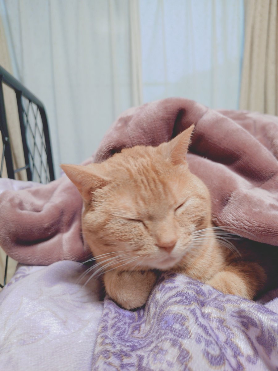 GoldMomonga's tweet photo. どこにもいない？
(･ω･* 三 *･ω･)ｷｮﾛｷｮﾛ
一人で布団に包まってお昼寝してた😴
#猫好きさんと繫がりたい𓏲𓎨 
#ねこのいる幸せ 
#猫のいる暮し 
#マンチカン #茶トラ https://t.co/d8kAdKjLQB