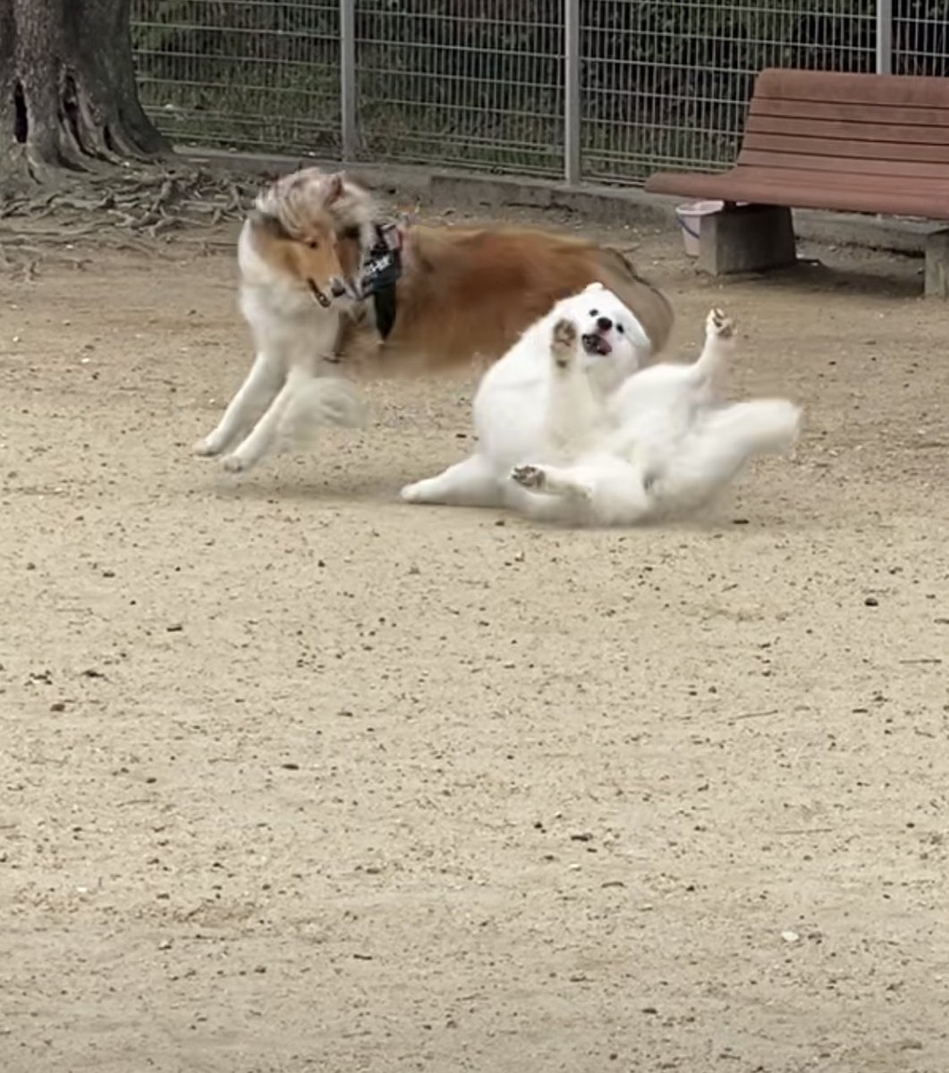 kohaku_Samoyed's tweet photo. おっと！ https://t.co/XpjzToeRf2