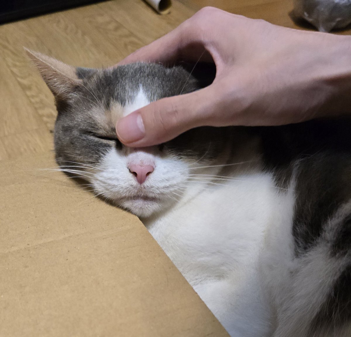 pekepon0's tweet photo. #Cat #catday #Catholic #catlife #catlovers #catnap #CatsAreFamily #猫好きさんと繋がりたい #猫がいる暮らし #可愛いねこ #癒しの時間 #猫界隈 #可愛いは正義 #NOWAR #かわいい動物#マッサージ 

ここが気持ち良い～😻
凛ちゃんです
よろしくね🎵 https://t.co/tiGS5r61Mn