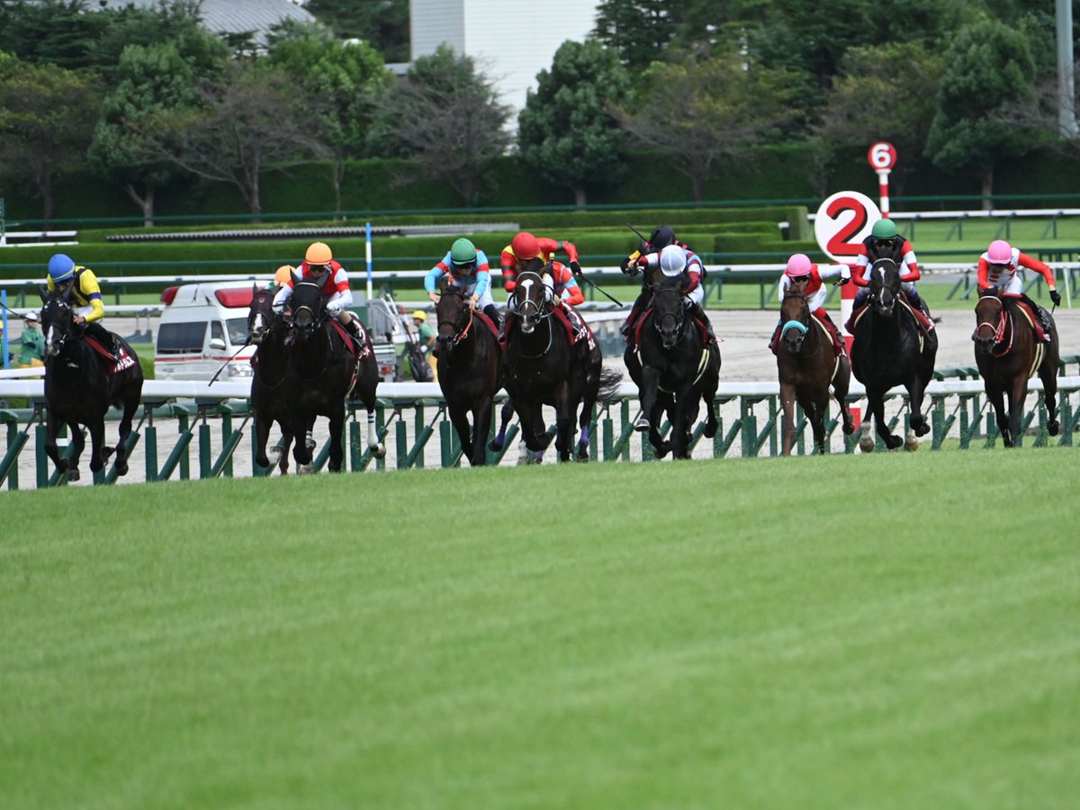 netkeiba's tweet photo. 【#神戸新聞杯】
直線は横に広がる大激戦。そんな中、菊花賞行きの切符を手にした3頭のお顔を掲載します。

左からロブチェン、アルトラムス、シートゥサミット。本番は10月25日(日)に京都競馬場で行われます。

▼結果・払戻
https://t.co/wO12Qi9est

(c)netkeiba https://t.co/JmIufJOxkG