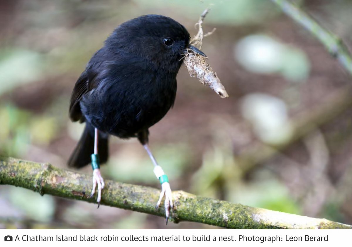 DrTOMontgomery's tweet photo. Once the world's rarest bird—down to a single breeding pair in 1980—now winner of NZ Bird of the Year.

The black robin, saved from extinction by an extraordinary conservation effort, now has around 350 adult birds—still vulnerable, but with hope for the future.

1/2 https://t.co/WksZVm4bqm