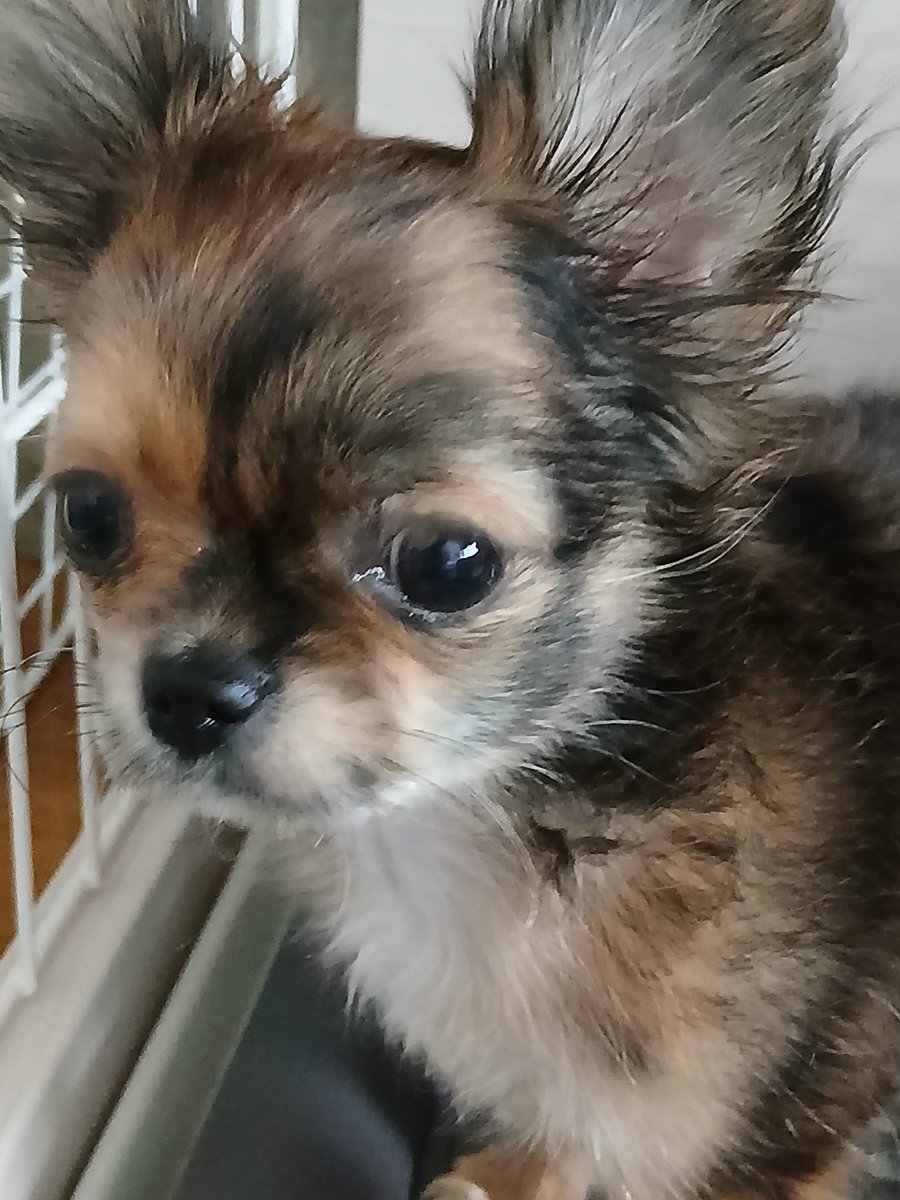 karasu_MELLOW's tweet photo. @AmaneMellow ウチの子達🐶 https://t.co/9ZnR5cbMhw