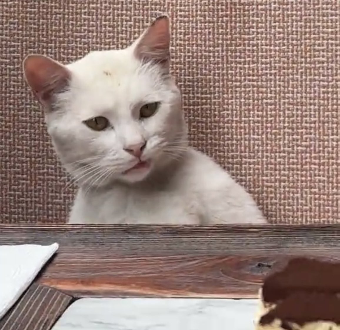 NoCatsNoLife_m's tweet photo. The cat who got annoyed with tourists in Turkey is now known as “The Annoyed Cat”… and he even has his own meme coin 😂🧡 https://t.co/HkTVMubutU