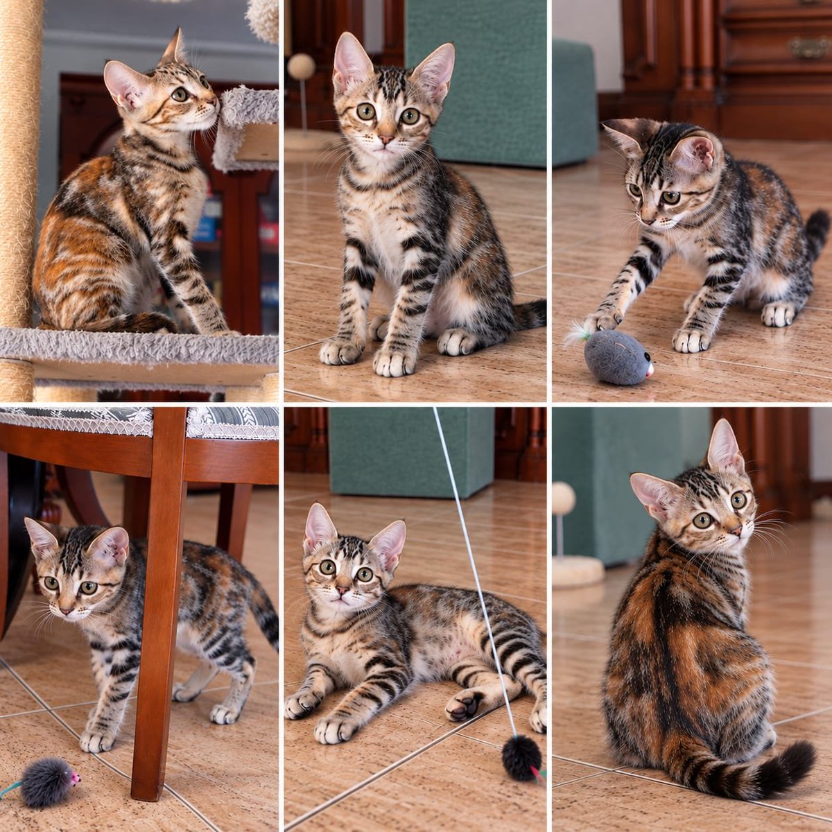 4catsVLC's tweet photo. Cómo es posible que esta monada de solo 3 meses siga en adopción???

Se llama Miggie, es diminuta y muy muy guapa.

Si te has enamorado, ya sabes 👇
Contacto  678 34 76 73

Está en #Valencia

#gatitos #AdopcionResponsable https://t.co/GEAuZPfdil