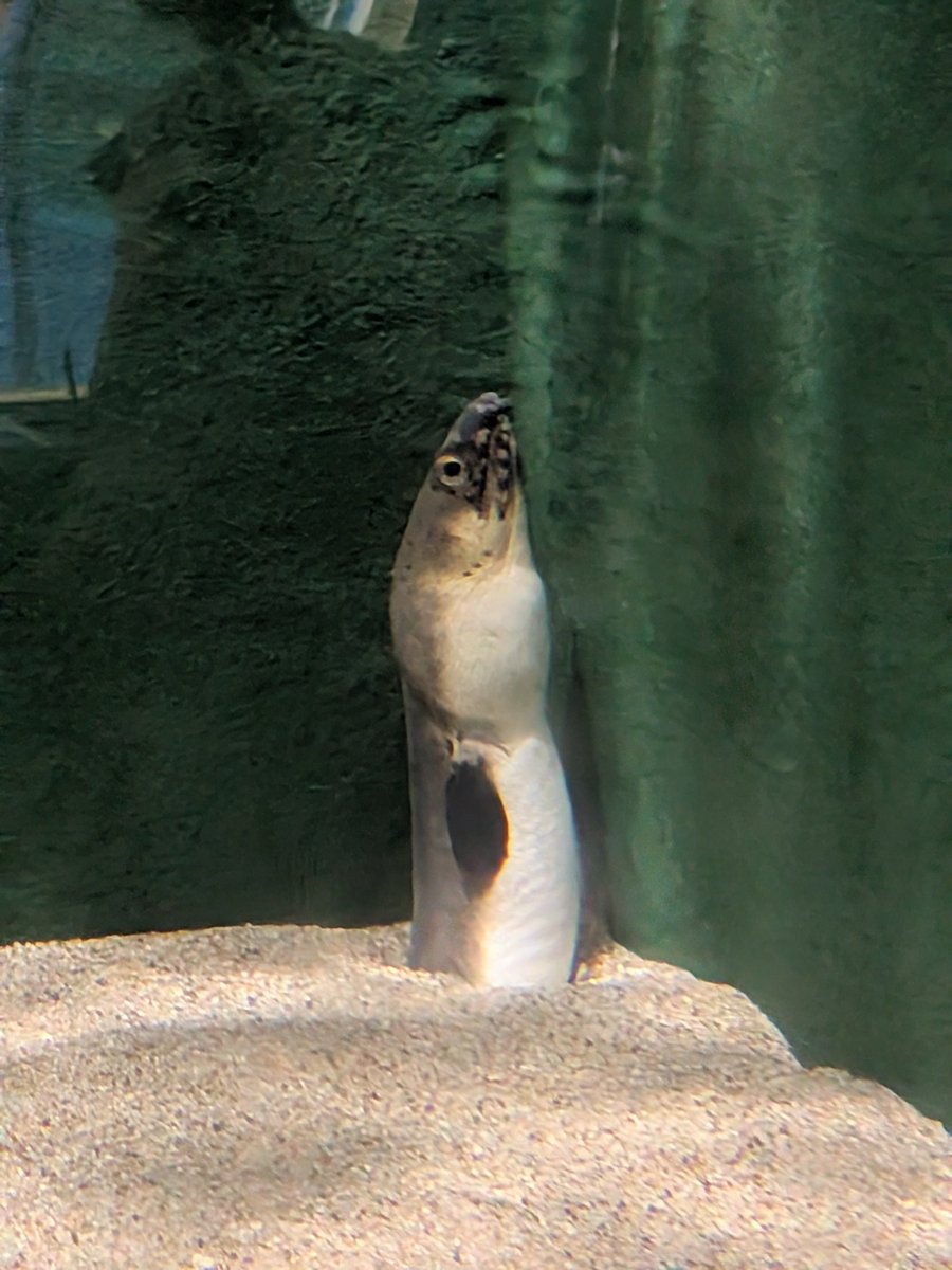uozuaquarium's tweet photo. 9月21日は魚津水族館の創立記念日です！
だからなのか、ホタテウミヘビも今日はとっても姿勢がよかったです。 https://t.co/FXHg7PkKTq