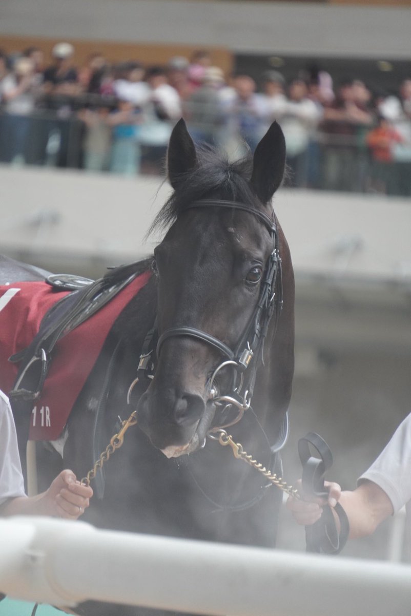 ryu531star's tweet photo. ロブチェン✖️松山弘平騎手🏇
おめでとうございます🥇🏆 https://t.co/oYvmc8pQLG