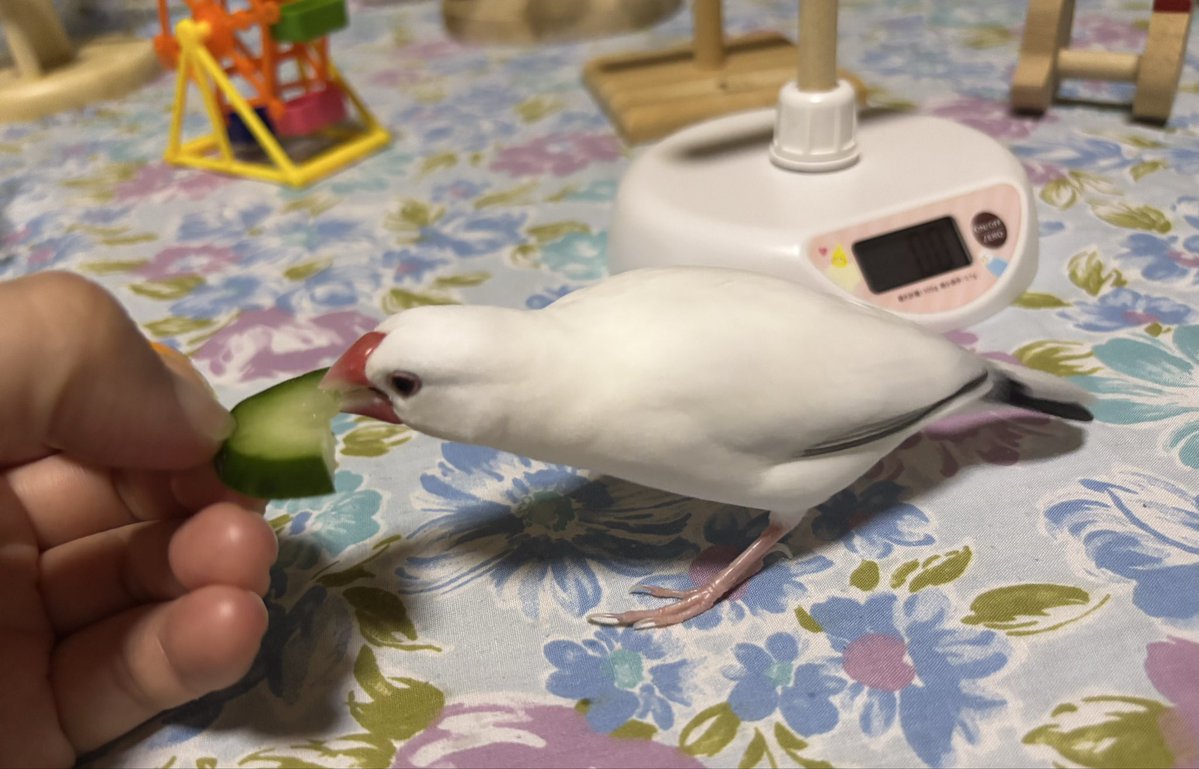 linlinlambuncho's tweet photo. きゅうり美味しいね🥒
#文鳥 https://t.co/rx372wTQPC