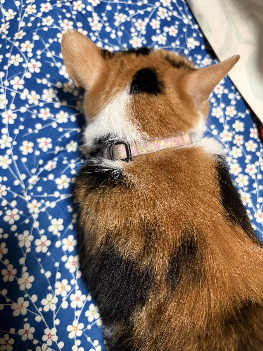 mayamochi114's tweet photo. 子猫のぱやぱや後頭部も可愛いけどうちの子の可愛い後頭部も見てください https://t.co/1iQomxgxq3