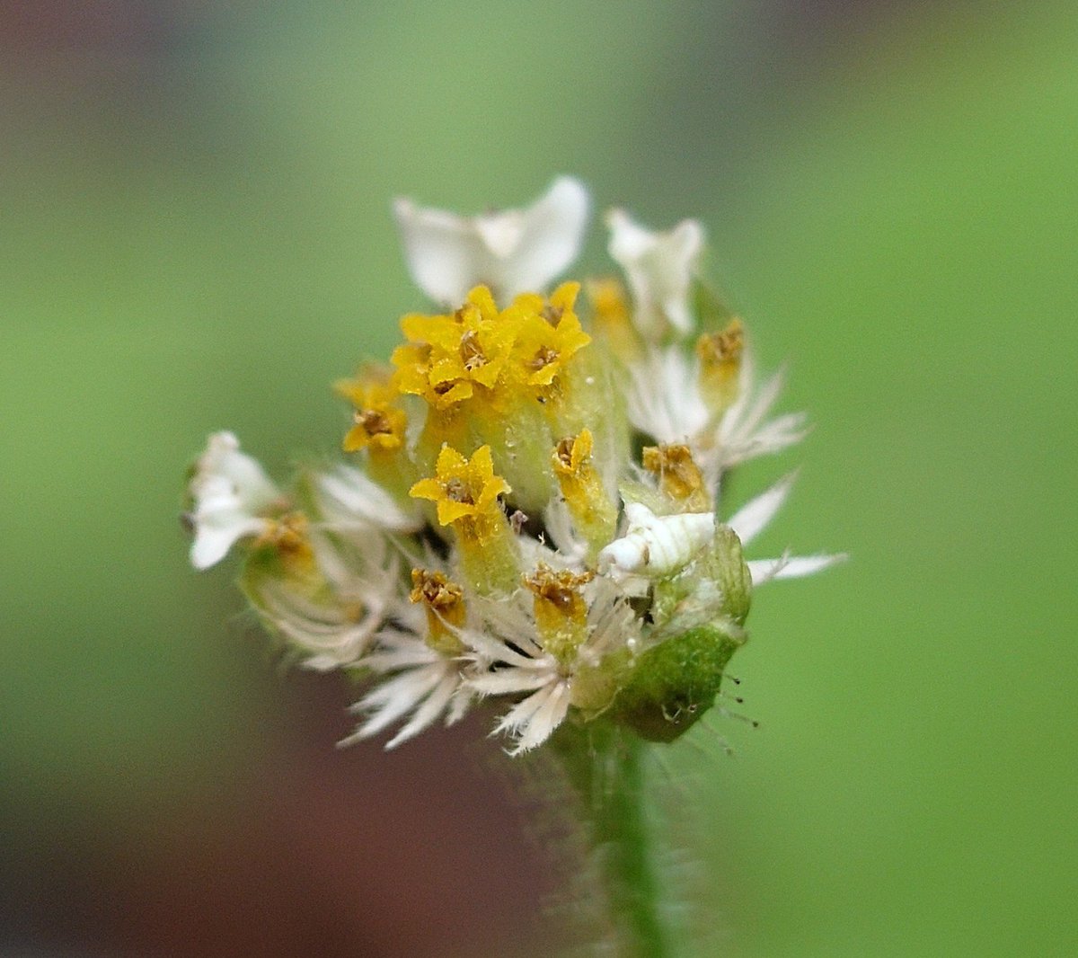 SCORPIOmiromiro's tweet photo. #ハキダメギク　掃溜菊
花期の花弁(白色の舌状花)が小動物の手のようで可愛いw🤍

2,3枚目で、縁が細かく裂けたような白色の片が冠毛(タンポポで言うところの綿毛)です😆

黄色で先が5裂したものも、ひとつひとつが花(筒状花)ですよ♡😊

✽
『不屈の精神』『豊富』

#キク科
#コゴメギク属
#帰化種 https://t.co/29PpD2aP3v