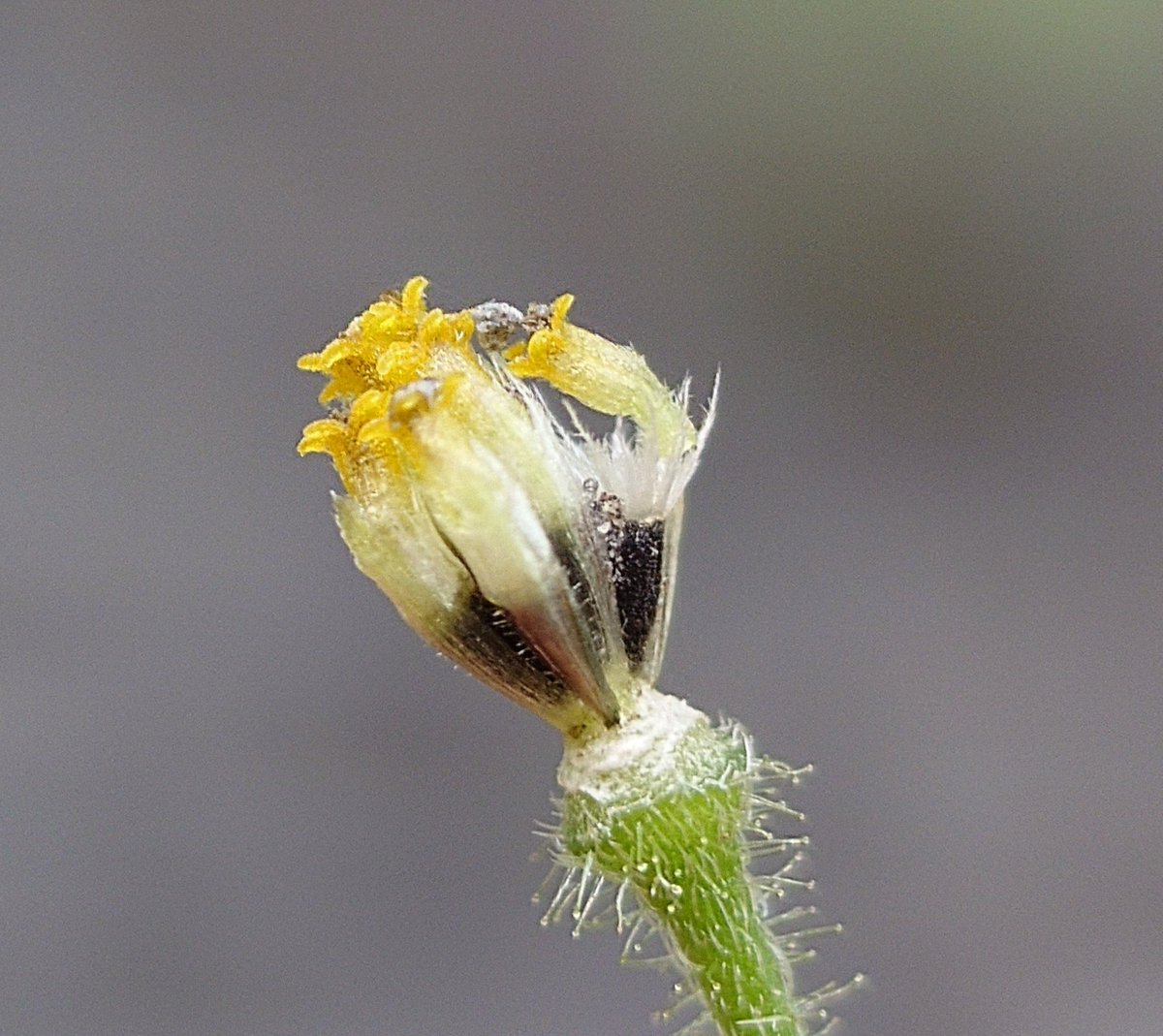 SCORPIOmiromiro's tweet photo. #ハキダメギク　掃溜菊
花期の花弁(白色の舌状花)が小動物の手のようで可愛いw🤍

2,3枚目で、縁が細かく裂けたような白色の片が冠毛(タンポポで言うところの綿毛)です😆

黄色で先が5裂したものも、ひとつひとつが花(筒状花)ですよ♡😊

✽
『不屈の精神』『豊富』

#キク科
#コゴメギク属
#帰化種 https://t.co/29PpD2aP3v