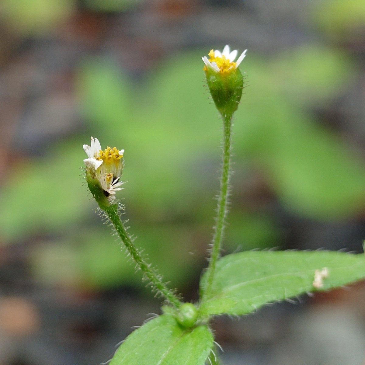 SCORPIOmiromiro's tweet photo. #ハキダメギク　掃溜菊
花期の花弁(白色の舌状花)が小動物の手のようで可愛いw🤍

2,3枚目で、縁が細かく裂けたような白色の片が冠毛(タンポポで言うところの綿毛)です😆

黄色で先が5裂したものも、ひとつひとつが花(筒状花)ですよ♡😊

✽
『不屈の精神』『豊富』

#キク科
#コゴメギク属
#帰化種 https://t.co/29PpD2aP3v