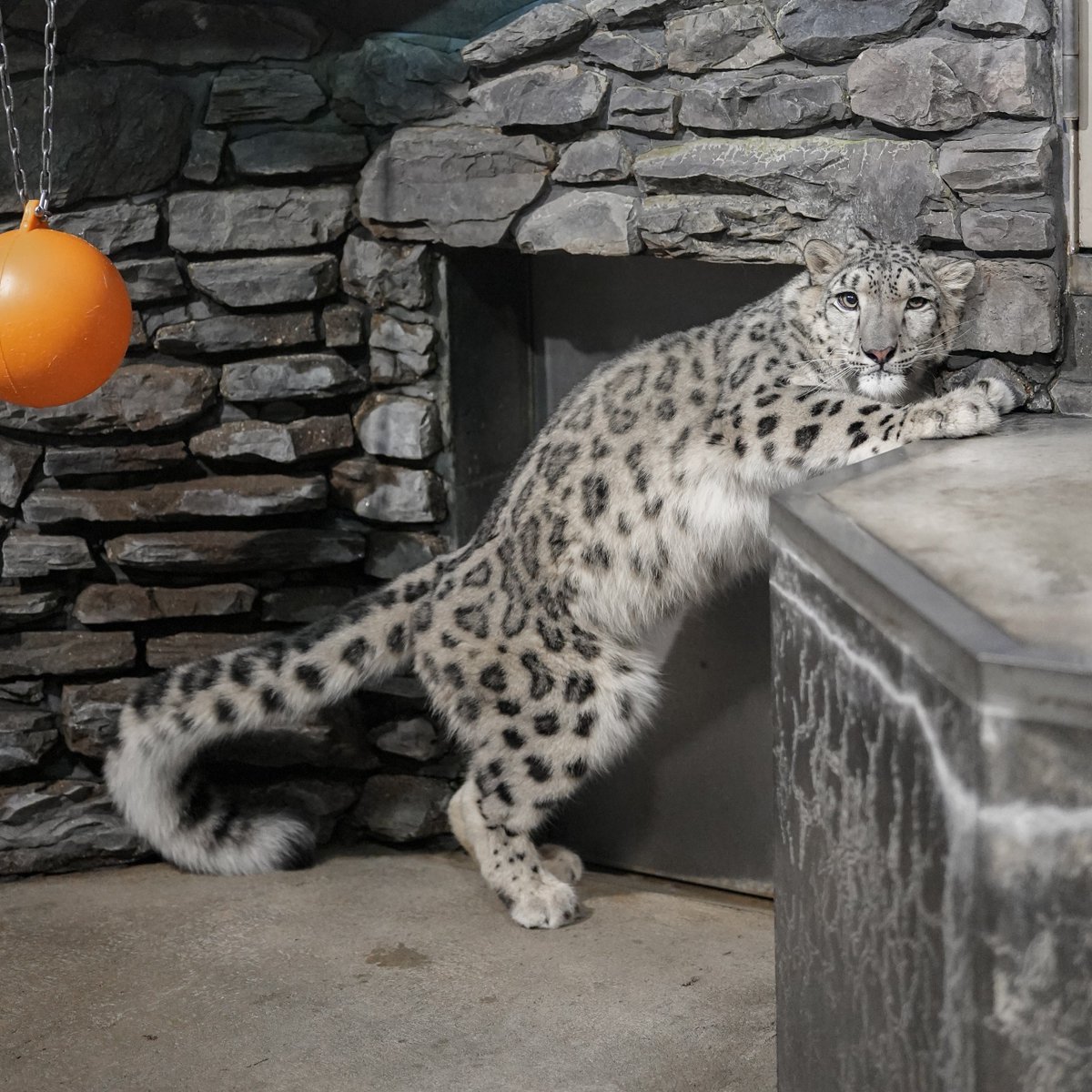 black03_white03's tweet photo. アンテナ作り✨笑
⁡
#いしかわ動物園 #ユキヒョウ #ヒメル
📷260913 https://t.co/WjmjNRVK4r