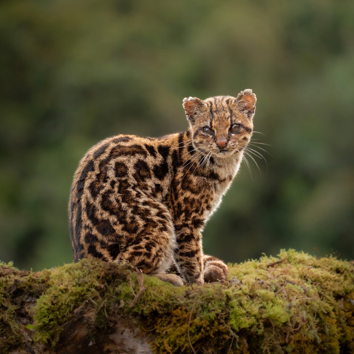 EvolveWildlife's tweet photo. Found only in high-altitude cloud forests, the clouded tiger cat belongs to an ancient 36-chromosome lineage and remains one of the world’s most elusive wildcats.

📷 Daniel Jaramillo F https://t.co/U5H4yNbupy