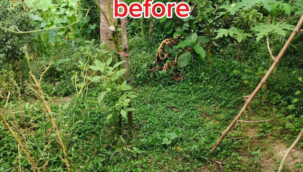 Shubho46's tweet photo. Different versions of the same garden 🌿 https://t.co/SCeqEx2K0y