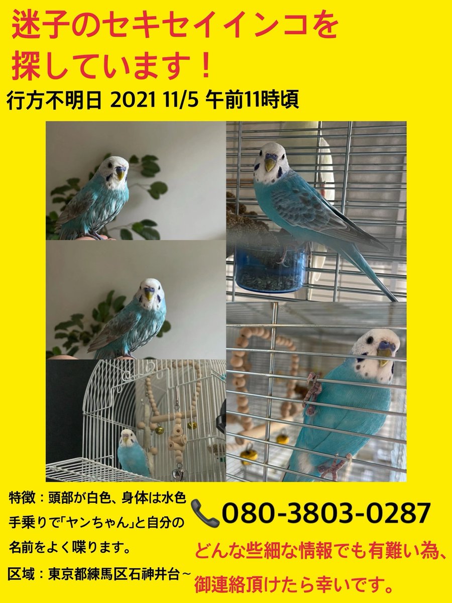 animal_rescue02's tweet photo. 【拡散希望】ヤンちゃん、家族がずっと待っています…

2021年11月5日、東京都練馬区石神井台から、セキセイインコのヤンちゃんが迷子になりました。

情報があればDM・リプライでお願いします🙏
@iloveyoungchan

#迷子インコ #セキセイインコ #練馬区 #東京迷子 #拡散希望 https://t.co/IdWB9gnOmt