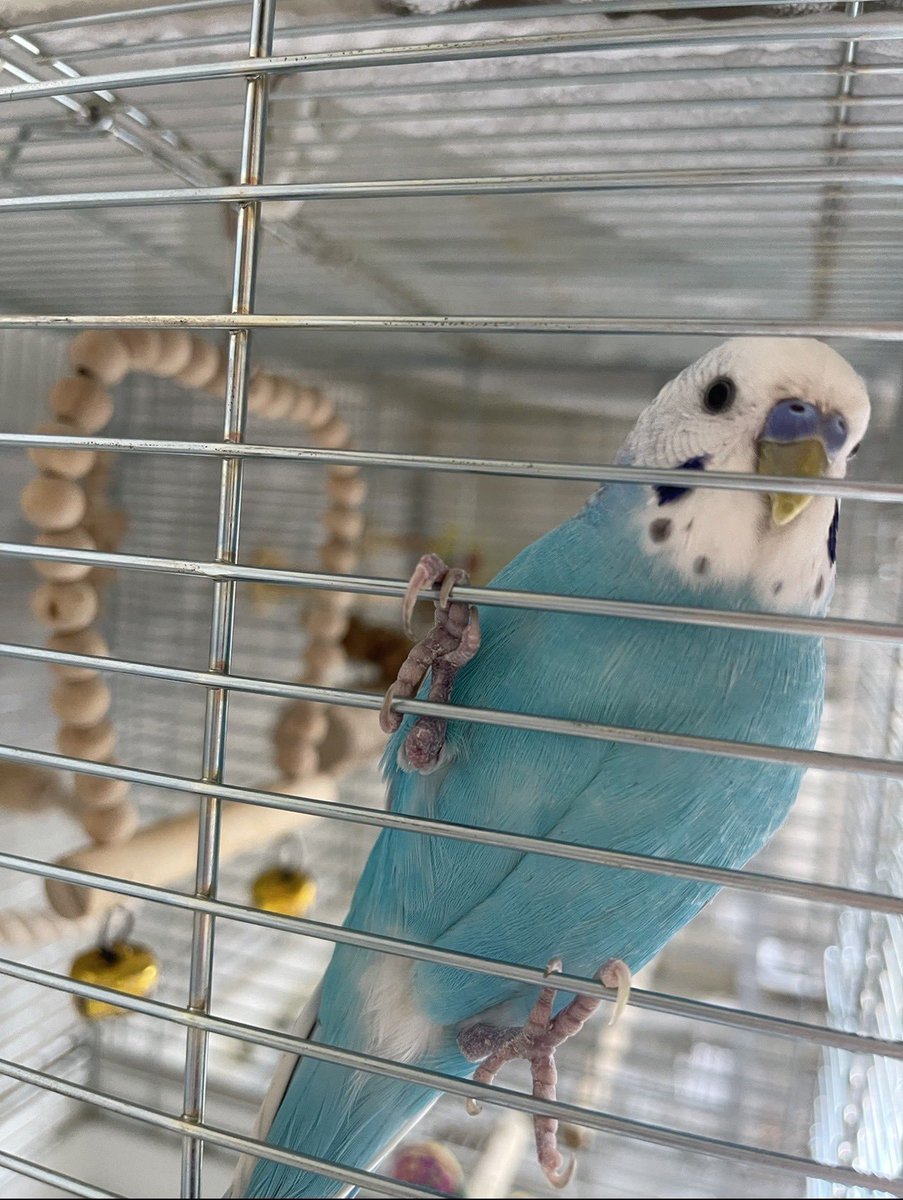 animal_rescue02's tweet photo. 【拡散希望】ヤンちゃん、家族がずっと待っています…

2021年11月5日、東京都練馬区石神井台から、セキセイインコのヤンちゃんが迷子になりました。

情報があればDM・リプライでお願いします🙏
@iloveyoungchan

#迷子インコ #セキセイインコ #練馬区 #東京迷子 #拡散希望 https://t.co/IdWB9gnOmt