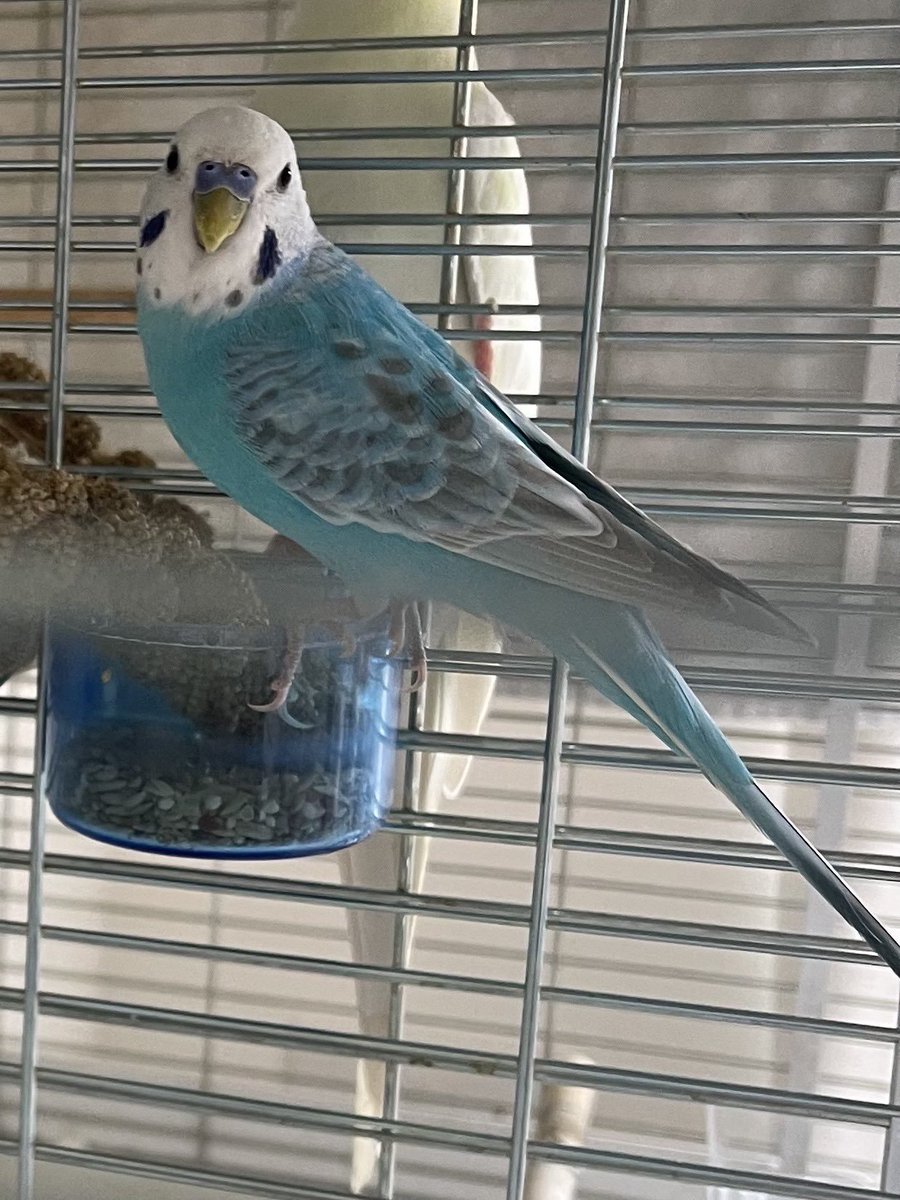 animal_rescue02's tweet photo. 【拡散希望】ヤンちゃん、家族がずっと待っています…

2021年11月5日、東京都練馬区石神井台から、セキセイインコのヤンちゃんが迷子になりました。

情報があればDM・リプライでお願いします🙏
@iloveyoungchan

#迷子インコ #セキセイインコ #練馬区 #東京迷子 #拡散希望 https://t.co/IdWB9gnOmt