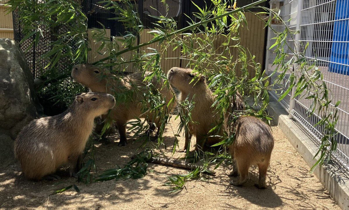 ski_dalemo's tweet photo. 「池田動物園」🚗岡山県唯一の日本動物園水族館協会所属の動物園であり、日本で初めて民間経営の動物園として誕生しました。シルバーウィーク期間、10月からの毎週日曜・祝日は、エサやり体験がマシマシにパワーアップ♪見て、ふれて、食べて、体験して、家族みんなで秋の動物園を満喫しよう✨ https://t.co/KUhPShjyx5