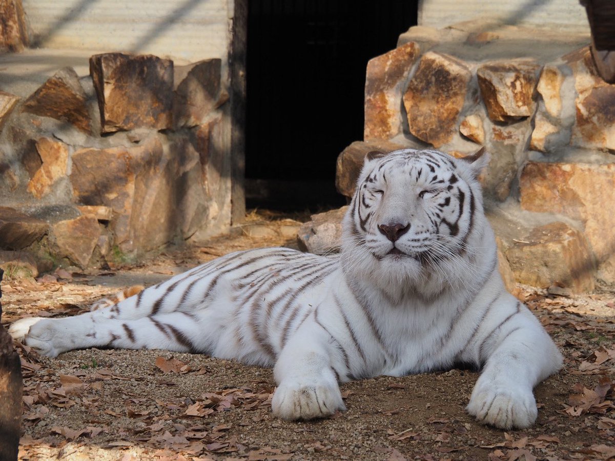 ski_dalemo's tweet photo. 「池田動物園」🚗岡山県唯一の日本動物園水族館協会所属の動物園であり、日本で初めて民間経営の動物園として誕生しました。シルバーウィーク期間、10月からの毎週日曜・祝日は、エサやり体験がマシマシにパワーアップ♪見て、ふれて、食べて、体験して、家族みんなで秋の動物園を満喫しよう✨ https://t.co/KUhPShjyx5