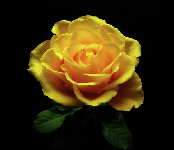 HurmerintaArt's tweet photo. Yellow roses reflect joy, happiness and hope.
This yellow rose on black is a fantastic choice for wall art, pillows, cards, and bags.
#rose #yellowrose #flower #photography #giftidea #brightrose #beautifulflowers https://t.co/MjuDE02MZe https://t.co/fJolen3A70